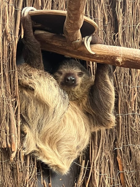 Happy Sloth