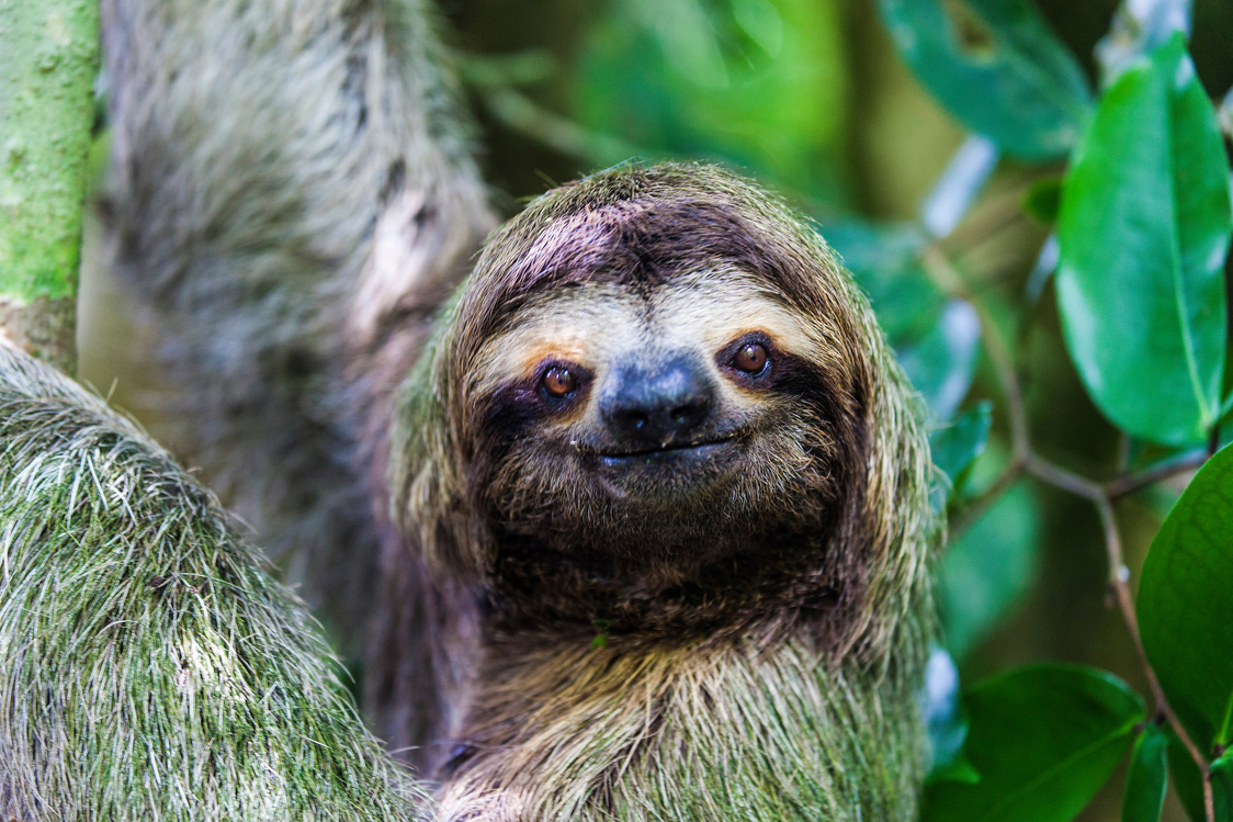 sloth in Manuel Antonio National Park